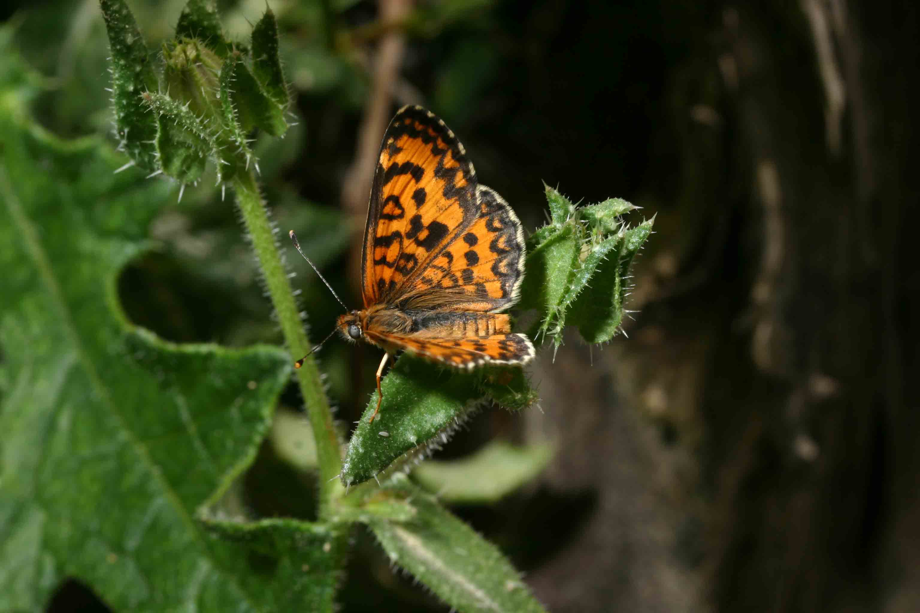 Melitaea trivia